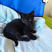Venom a rejoint le concours — aidez-le/la à gagner de superbes lots ! black_kitten, cat, kitten, pet, animal, feline, fur, whiskers, ears, tail, blanket, chair, blue, indoor, resting, cute, small, young, domestic, cozy