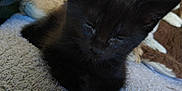 Venom a rejoint le concours — aidez-le/la à gagner de superbes lots ! animal, black_cat, blurred_background, close_up, cozy, cute, domestic_cat, feline, fur, indoor, kitten, pet, relaxing, resting, sleepy, soft_texture, stuffed_toy, teddy_bear, towel, young_cat