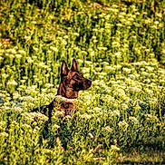 Sierra participe au concours pour gagner de l'argent avec cette photo : dog, animal, outdoor, nature, field, greenery, flowers, sunlight, canine, alert, grass, summer, plant, pet, collar, portrait, daylight, wildlife, scenic, mammal