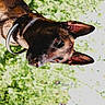 Sierra participe au concours pour gagner de l'argent avec cette photo : dog, belgian_malinois, animal, pet, outdoor, greenery, collar, ears, fur, canine, nature, sunlight, portrait, alert, closeup, summer, grass, background, muzzle, watchful