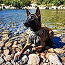 Sierra a rejoint le concours — aidez-le/la à gagner de superbes lots ! dog, belgian_malinois, river, rocks, water, outdoor, nature, bridge, sunlight, landscape, animal, pet, canine, collar, paw, summer, blue_sky, greenery, stone, quiet