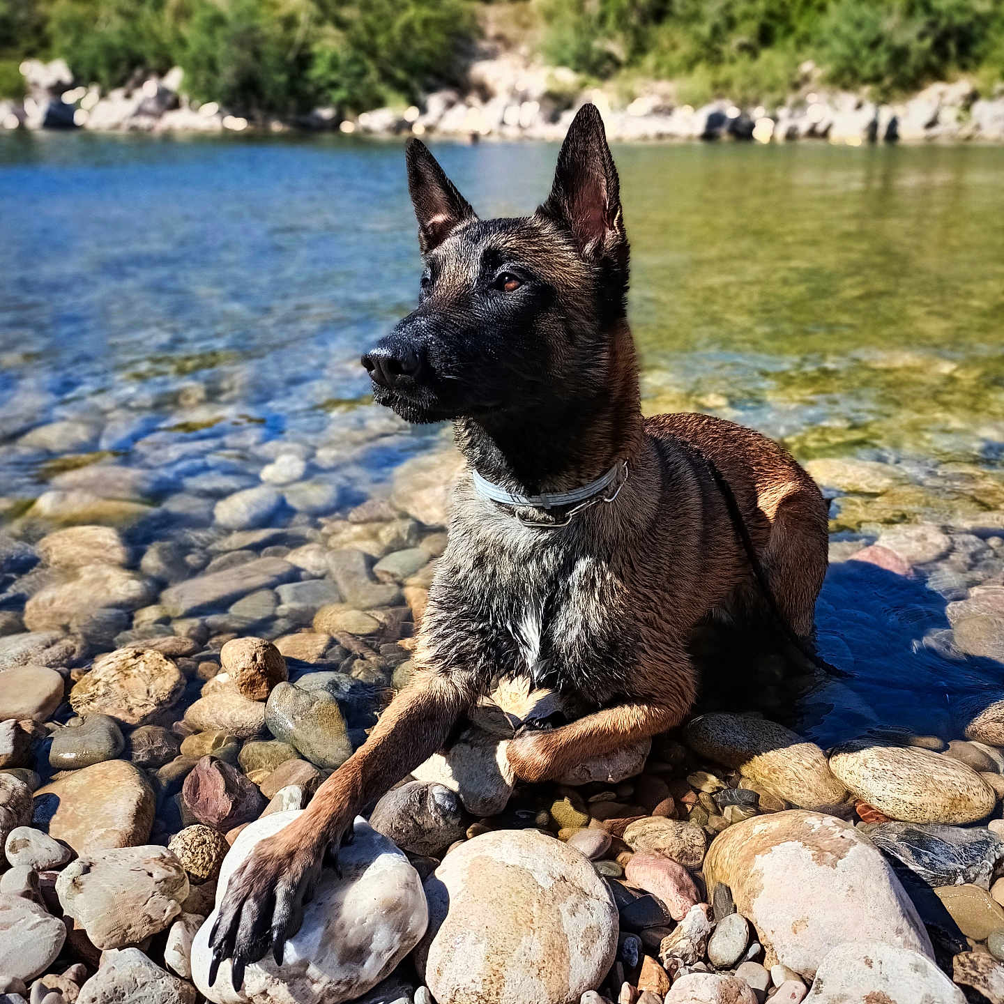 Sierra a rejoint le concours — aidez-le/la à gagner de superbes lots ! dog, belgian_malinois, river, rocks, water, outdoor, nature, bridge, sunlight, landscape, animal, pet, canine, collar, paw, summer, blue_sky, greenery, stone, quiet