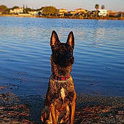 Sierra a rejoint le concours — aidez-le/la à gagner de superbes lots ! alert, animal, brown, calm, collar, daylight, dog, ears_up, lake, landscape, nature, outdoor, pet, quiet, reflection, shore, sitting, sky, sunset, water