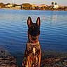 alert, animal, brown, calm, collar, daylight, dog, ears_up, lake, landscape, nature, outdoor, pet, quiet, reflection, shore, sitting, sky, sunset, water