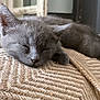 Crapule a rejoint le concours — aidez-le/la à gagner de superbes lots ! kitten, cat, sleeping, gray_cat, closeup, indoor, blanket, texture, cozy, resting, pet, feline, cute, fur, nap, domestic_animal, young_cat, soft_light, quiet, peaceful