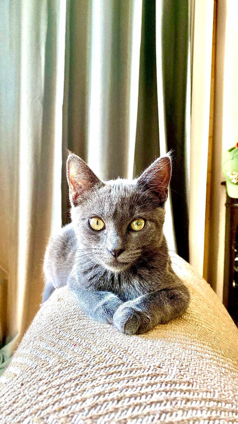 Crapule a rejoint le concours — aidez-le/la à gagner de superbes lots ! cat, grey_cat, pet, animal, feline, eyes, ears, whiskers, fur, portrait, indoor, curtains, texture, relaxed, looking_at_camera, close_up, soft_light, resting, cozy, household