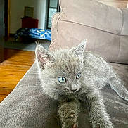 Crapule a rejoint le concours — aidez-le/la à gagner de superbes lots ! kitten, gray_cat, blue_eyes, couch, indoor, pet, feline, fur, paw, relaxing, living_room, wooden_floor, domestic_animal, cute, small_animal, animal, cozy, curious, resting, soft_furniture