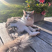 Rio participe au concours pour gagner de l'argent avec cette photo : cat, fluffy, gray, white, pet, animal, flower_pot, pink_flowers, wooden_deck, sunlight, outdoor, grass, nature, relaxing, peaceful, portrait, daylight, garden, plant, summer