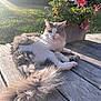 cat, fluffy, gray, white, pet, animal, flower_pot, pink_flowers, wooden_deck, sunlight, outdoor, grass, nature, relaxing, peaceful, portrait, daylight, garden, plant, summer