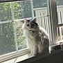 angora, animal, cat, curtain, homedecor, kitten, manx, pet, picturewindow, siamese, window, windowshade, windowsill