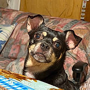 Moana is registered to the contest to win money with this photo: animal, black_and_tan, companion, curious, cute, dog, domestic, ears, expression, face, fur, home, indoor, looking, mammal, pet, small_dog, sofa, tablecloth, wooden_door