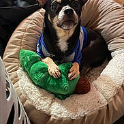 Moana is registered to the contest to win money with this photo: alert, animal, blue_shirt, carpet, close_up, comfortable, cozy, cute, dog, domestic, ears, fur, indoor, paws, pet_bed, plush_toy, resting, small_dog, toy, wood_floor