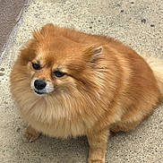 Coco joined the competition — help win amazing prizes! animal, brown_fur, canine, companion, concrete, cute, dog, domestic_animal, ears, face, fluffy, fur, outdoor, paw, pet, pomeranian, quiet, sitting, small_dog, snout