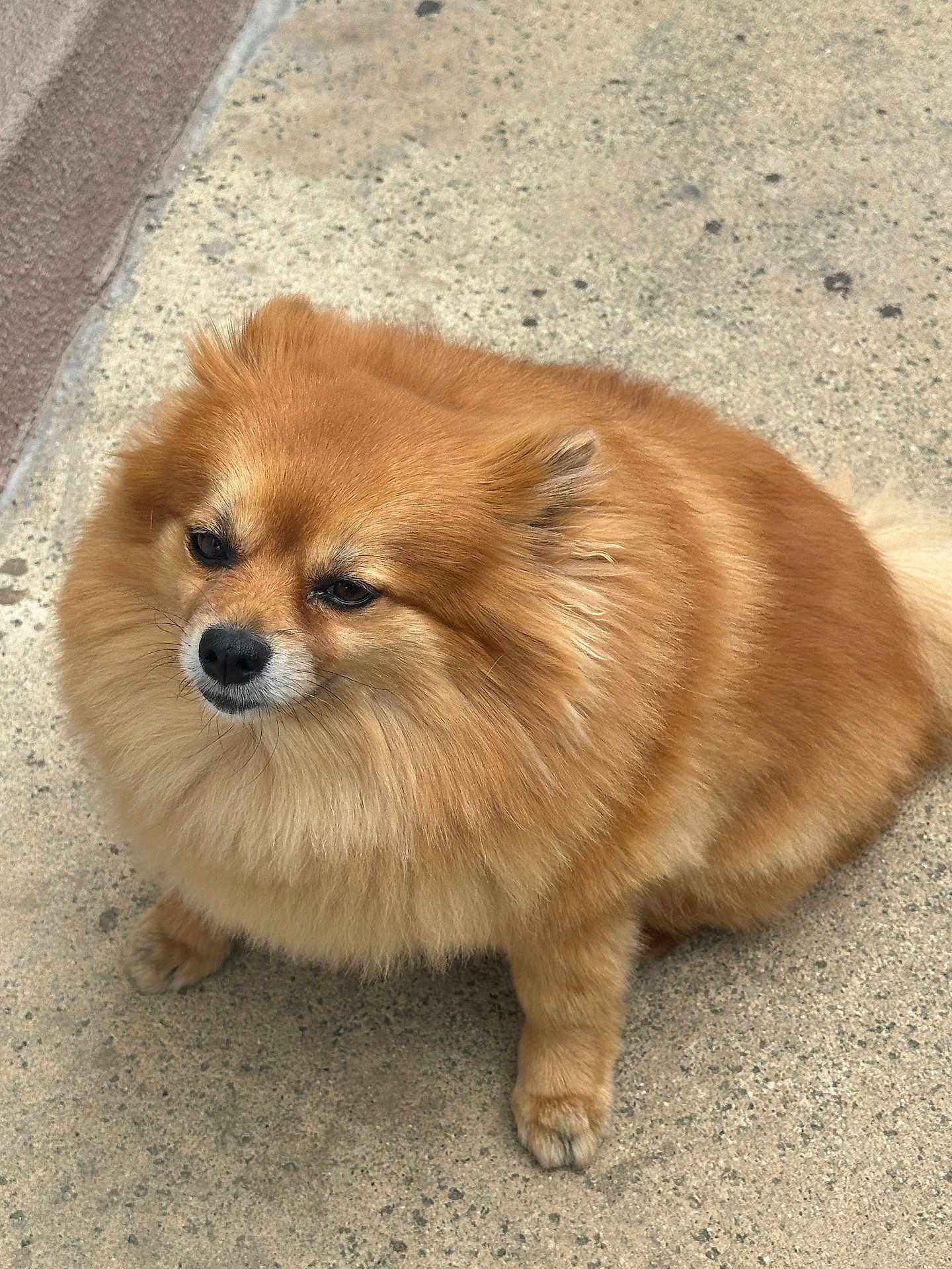 Coco