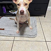Peanut Carmen joined the competition — help win amazing prizes! animal, attention, brown_and_white, cabinet, canine, curious, dog, domestic, ears, floor, fur, home, indoor, looking, mat, nose, paw, pet, sitting, tile
