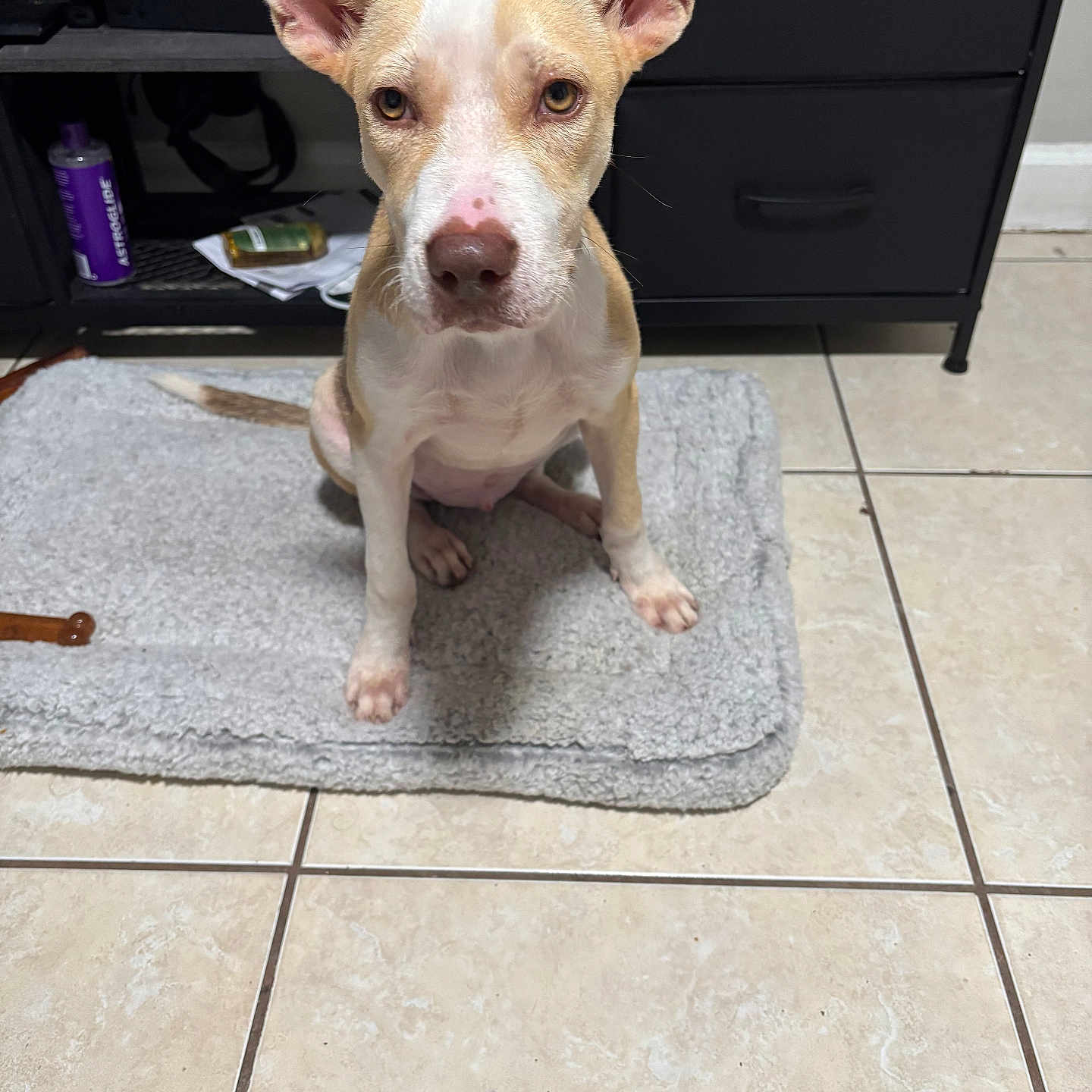 Peanut Carmen joined the competition — help win amazing prizes! animal, attention, brown_and_white, cabinet, canine, curious, dog, domestic, ears, floor, fur, home, indoor, looking, mat, nose, paw, pet, sitting, tile