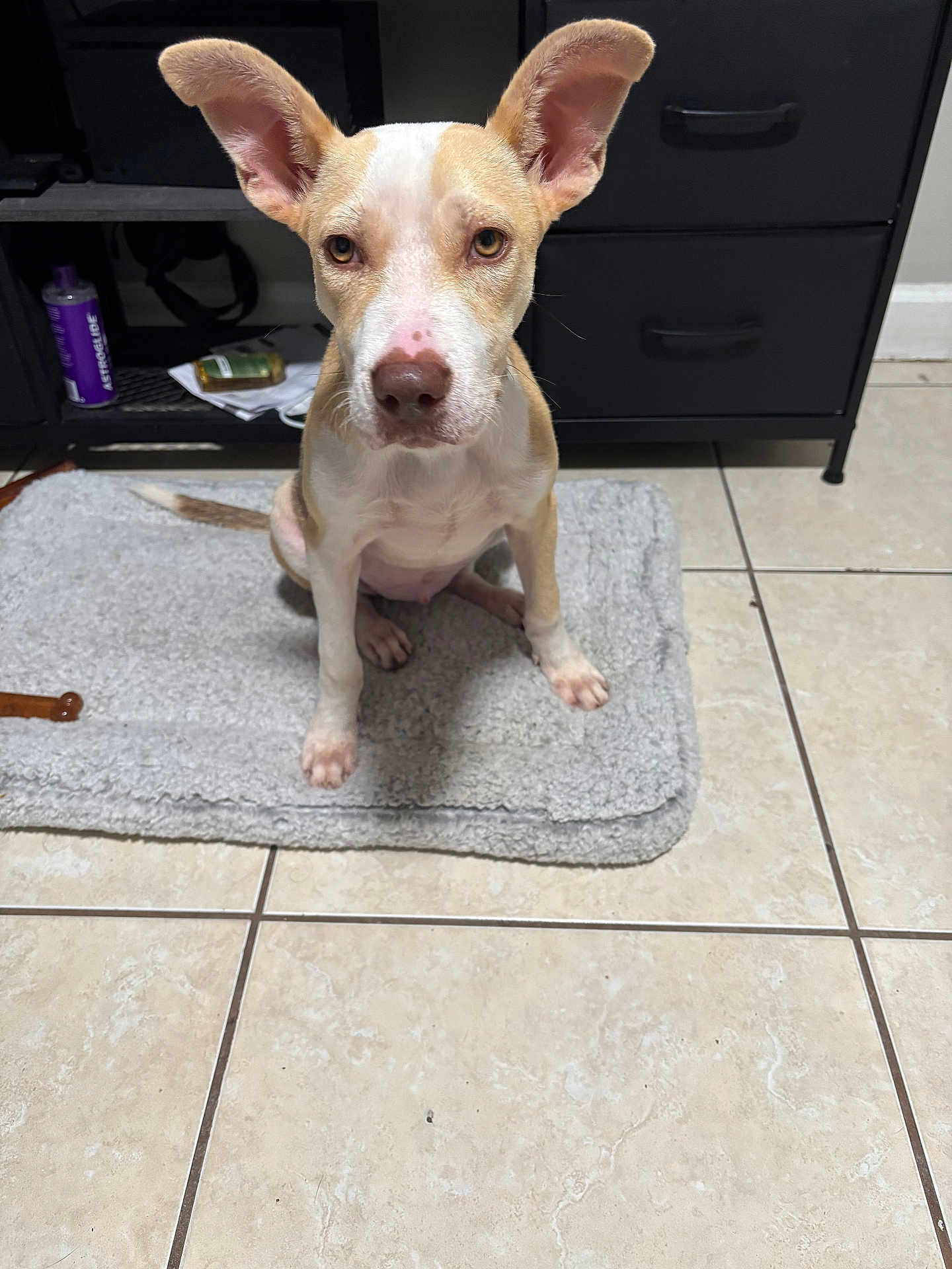 Peanut Carmen joined the competition — help win amazing prizes! animal, attention, brown_and_white, cabinet, canine, curious, dog, domestic, ears, floor, fur, home, indoor, looking, mat, nose, paw, pet, sitting, tile