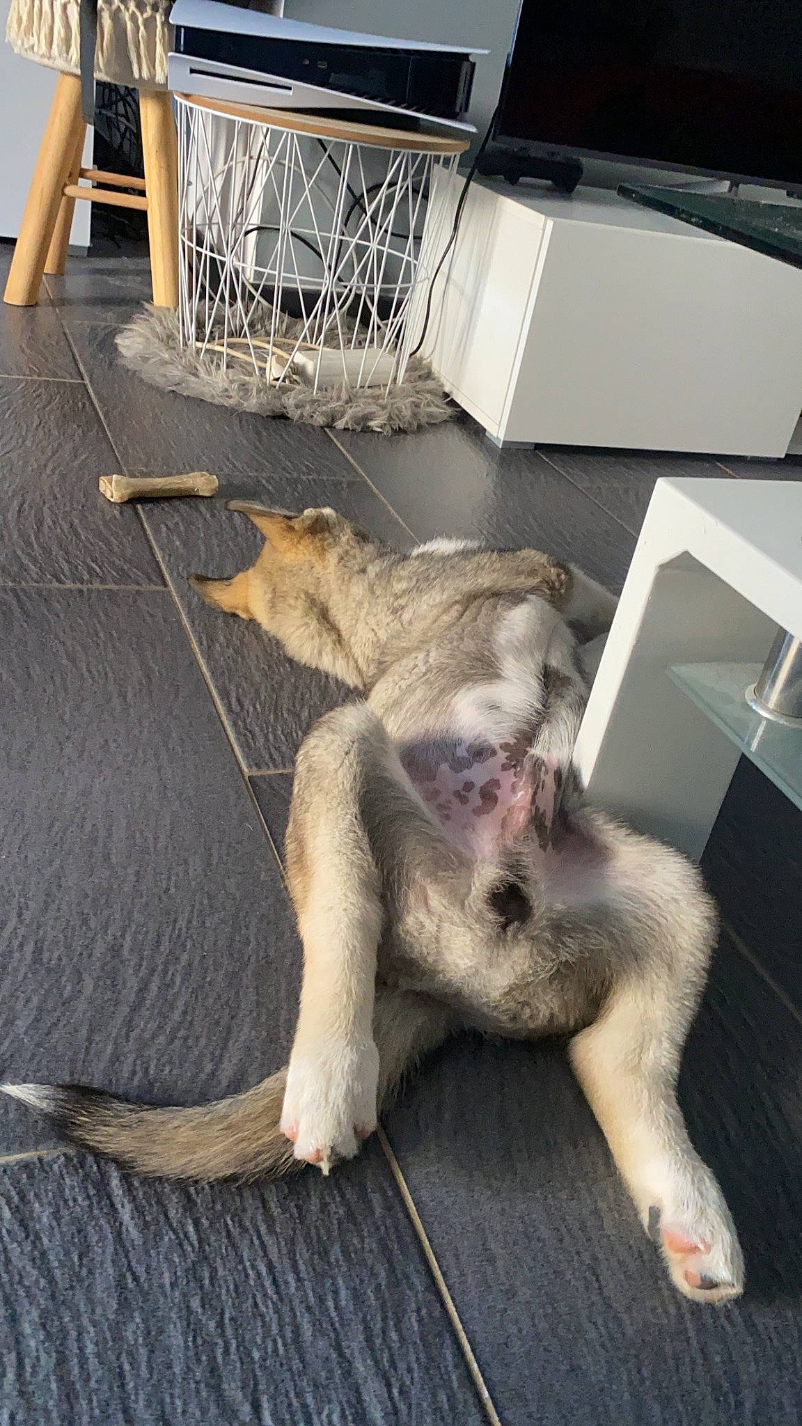 Ulky participe au concours pour gagner de l'argent avec cette photo : canidae, claw, companion_dog, dog_breed, event, fawn, felidae, floor, flooring, fur, hardwood, macaque, paw, primate, small_to_medium_sized_cats, sporting_group, tail, terrestrial_animal, wood