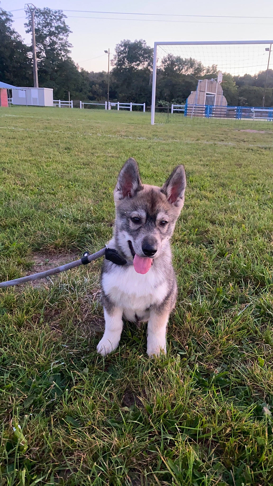Ulky participe au concours pour gagner de l'argent avec cette photo : canidae, carnivore, collar, companion_dog, dog, dog_breed, grass, grassland, non_sporting_group, plant, sky, snout, soil, sporting_group, tail, tree, whiskers, working_dog, yard