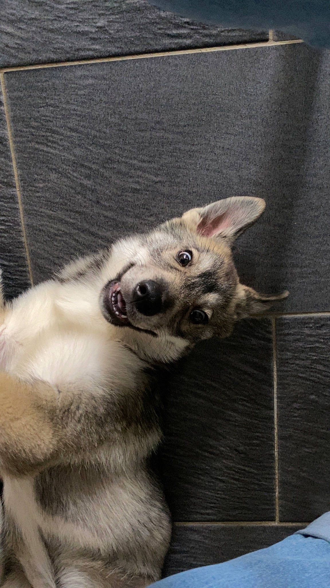 Ulky participe au concours pour gagner de l'argent avec cette photo : canidae, carnivore, collar, companion_dog, dog, dog_breed, dog_supply, fox, fur, grey, mesh, paw, sporting_group, tail, terrestrial_animal, whiskers, working_animal