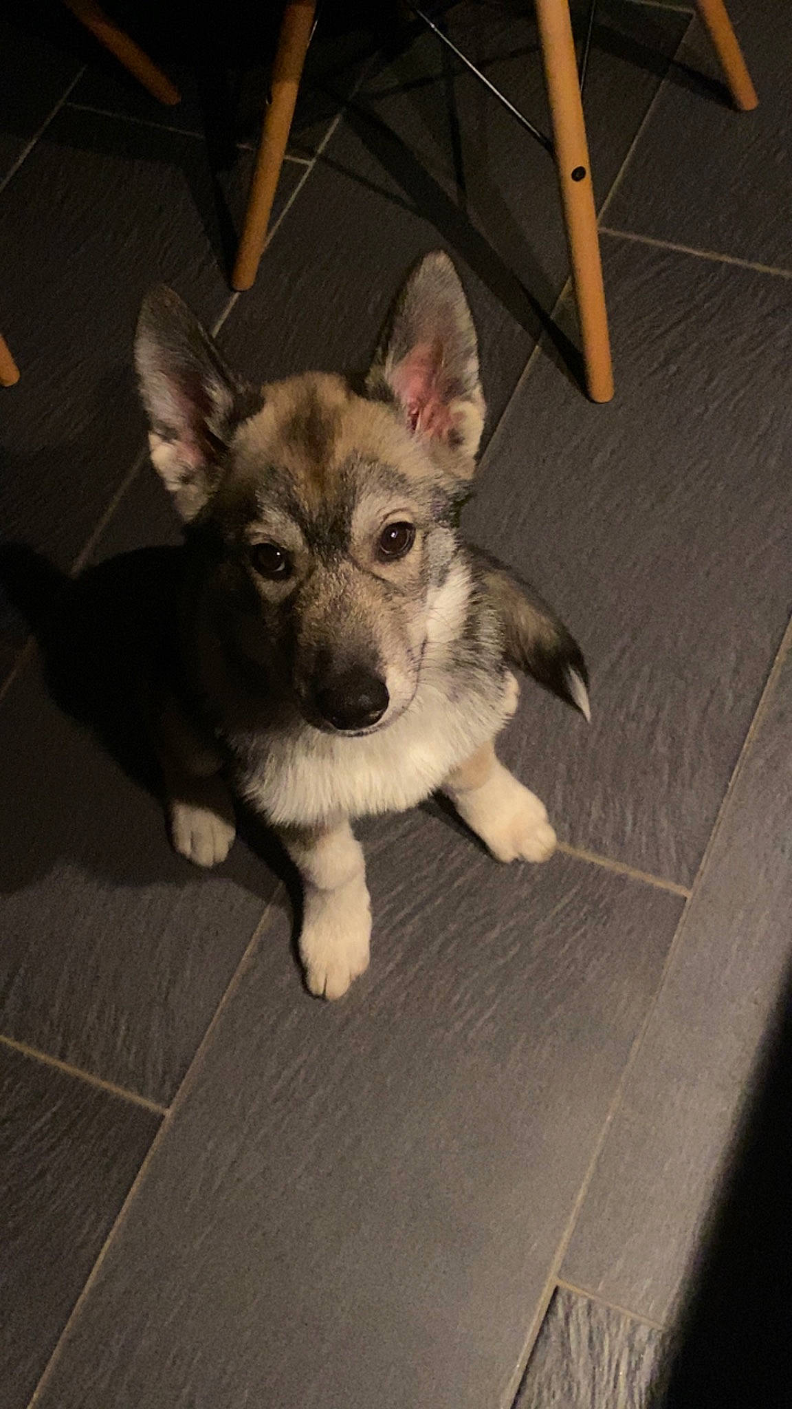 Ulky a rejoint le concours — aidez-le/la à gagner de superbes lots ! canidae, carnivore, companion_dog, dog, dog_breed, ear, fawn, flooring, foot, fur, jaw, paw, snout, sporting_group, tail, terrestrial_animal, toy_dog, whiskers, wood, working_animal