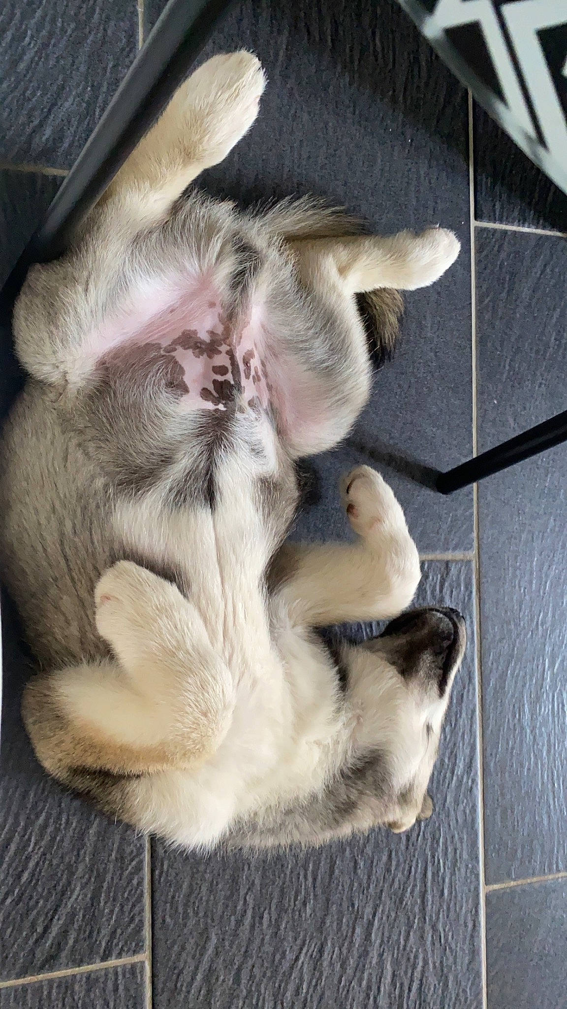 Ulky participe au concours pour gagner de l'argent avec cette photo : canidae, carnivore, cat, claw, comfort, companion_dog, dog_breed, fawn, felidae, foot, fur, nap, paw, puppy, small_to_medium_sized_cats, snout, sporting_group, tail, whiskers, wood