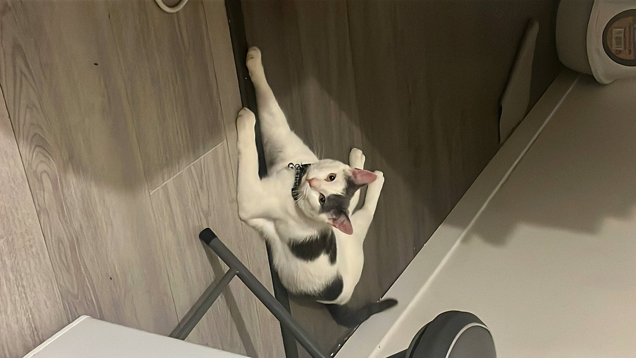 Simba Nala a rejoint le concours — aidez-le/la à gagner de superbes lots ! art, automotive_design, canidae, carnivore, companion_dog, dog, dog_breed, dress, elbow, fawn, flash_photography, foot, human_leg, knee, monochrome, monochrome_photography, room, sporting_group, visual_arts, wood