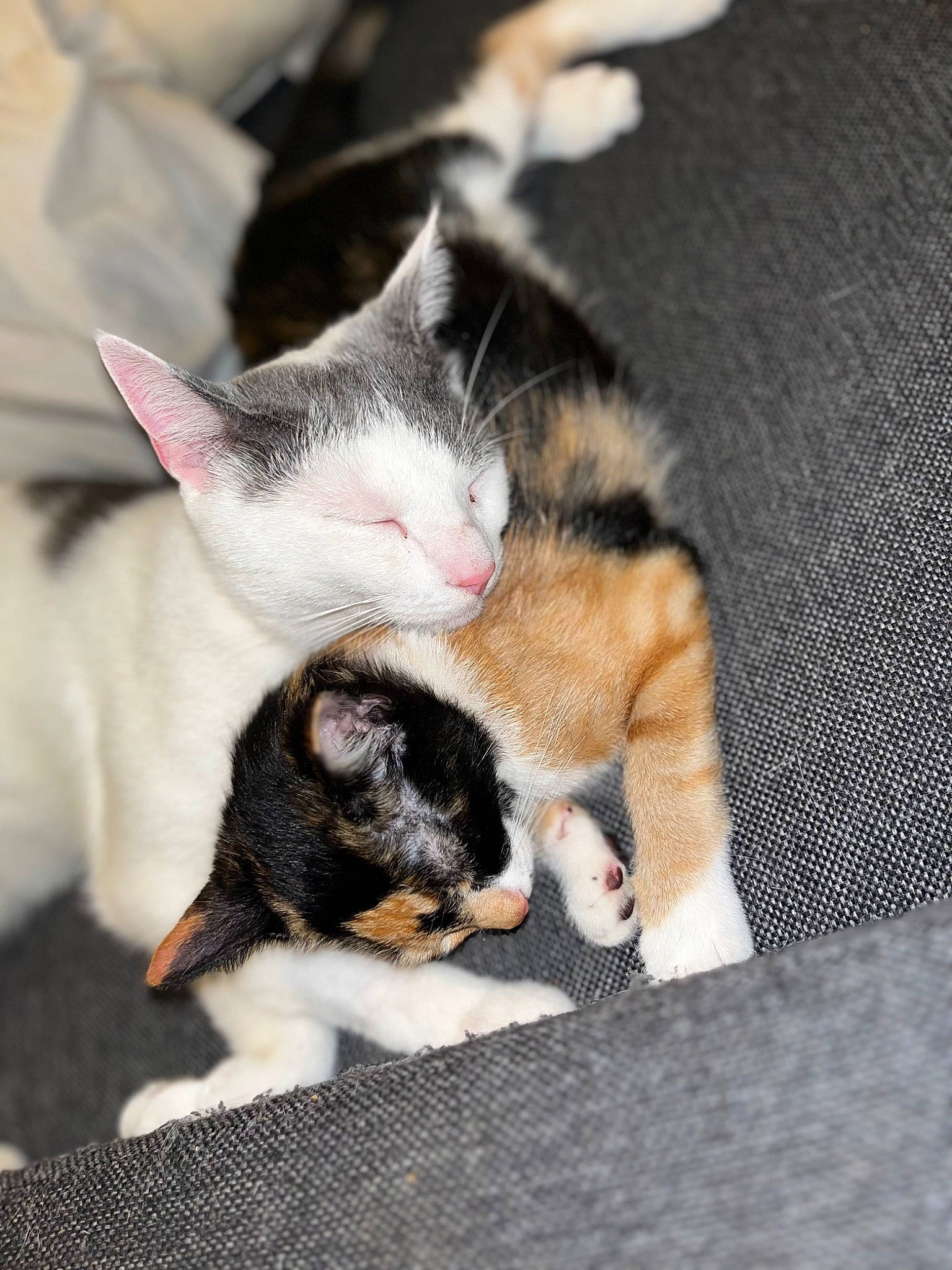 Simba Nala participe au concours pour gagner de l'argent avec cette photo : canidae, carnivore, cat, claw, comfort, dog_breed, domestic_short_haired_cat, felidae, foot, fur, human_leg, leg, nap, paw, small_to_medium_sized_cats, snout, tail, vertebrate, whiskers, wood