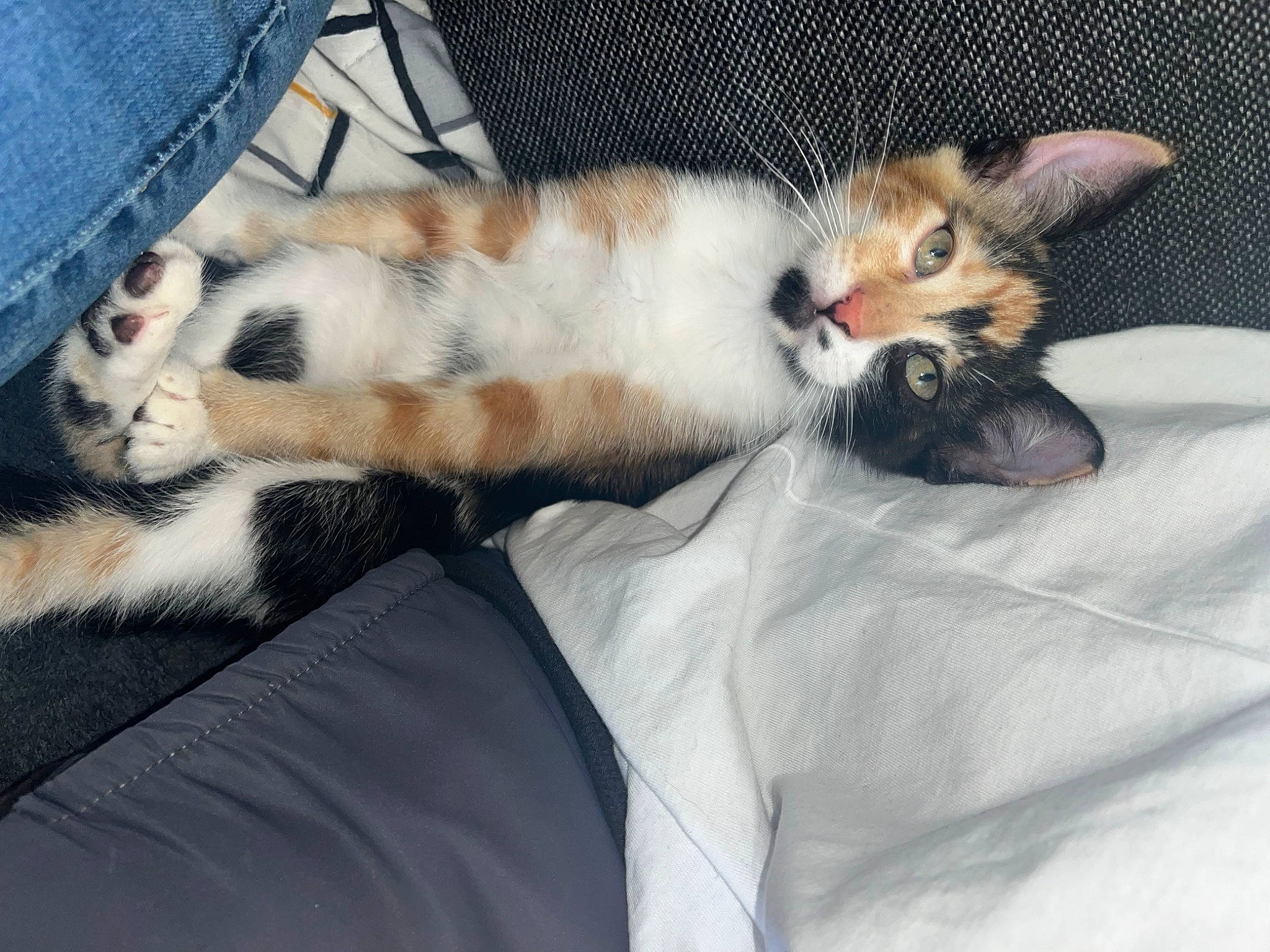 Simba Nala a rejoint le concours — aidez-le/la à gagner de superbes lots ! canidae, carnivore, cat, claw, comfort, companion_dog, denim, dog_breed, domestic_short_haired_cat, fawn, felidae, fur, mammal, nap, paw, small_to_medium_sized_cats, tail, tartan, textile, whiskers