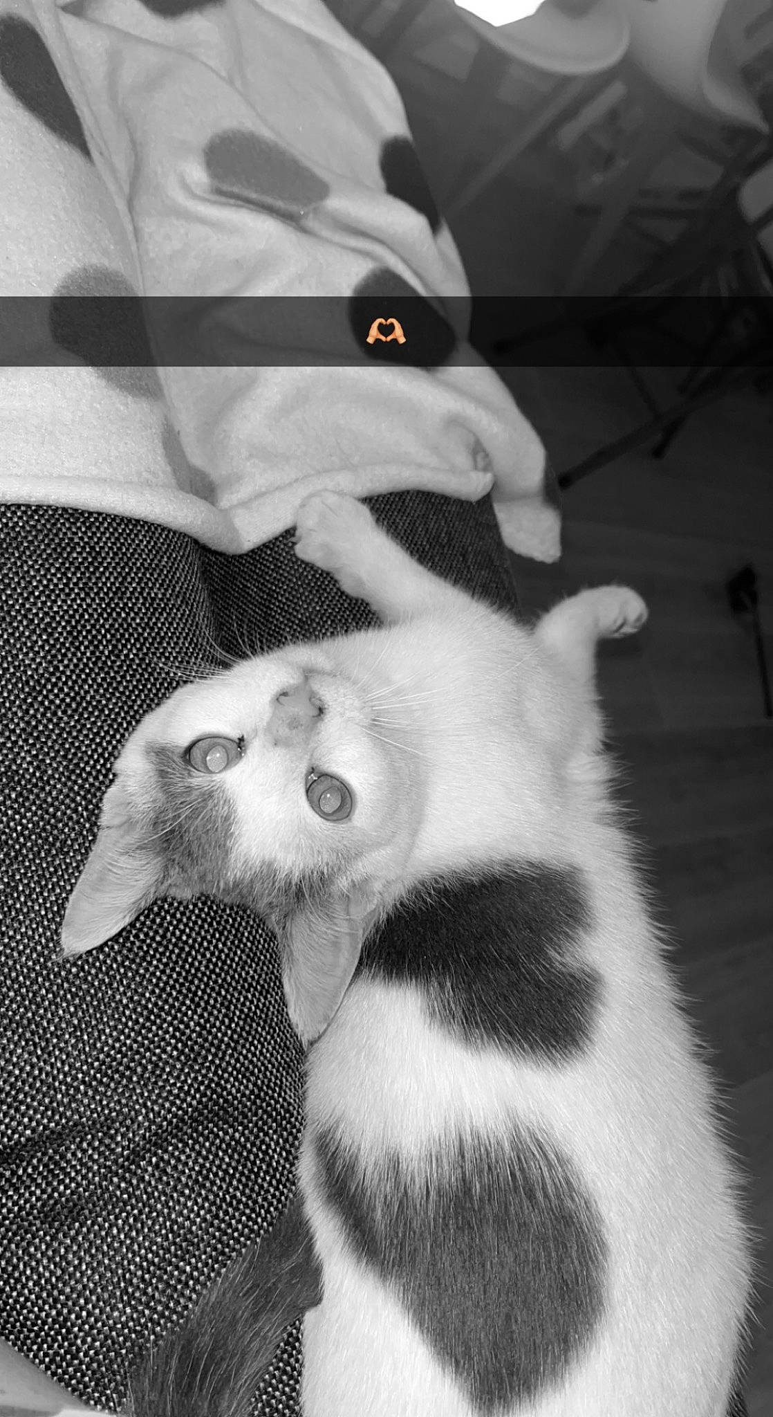 Simba Nala participe au concours pour gagner de l'argent avec cette photo : black, black_and_white, carnivore, cat, comfort, companion_dog, dog_breed, domestic_short_haired_cat, ear, felidae, grey, monochrome, monochrome_photography, paw, small_to_medium_sized_cats, snout, style, tail, whiskers, white