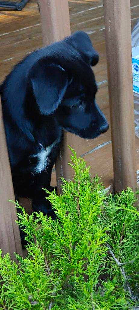 Shadow joined the competition — help win amazing prizes! borador, canidae, carnivore, companion_dog, dog, dog_breed, dog_collar, fur, grass, gun_dog, herb, plant, snout, sporting_group, tail, terrestrial_animal, terrestrial_plant, whiskers, working_animal, working_dog