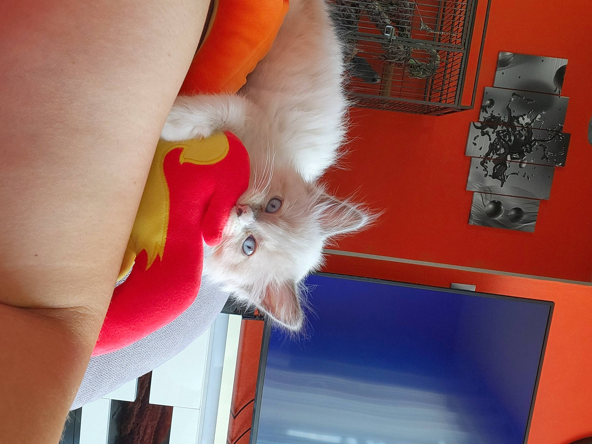 Bourito participe au concours pour gagner de l'argent avec cette photo : canidae, carmine, carnivore, claw, companion_dog, dog_breed, fawn, felidae, foot, fur, human_leg, nail, paw, rat, small_to_medium_sized_cats, tail, whiskers, wrist