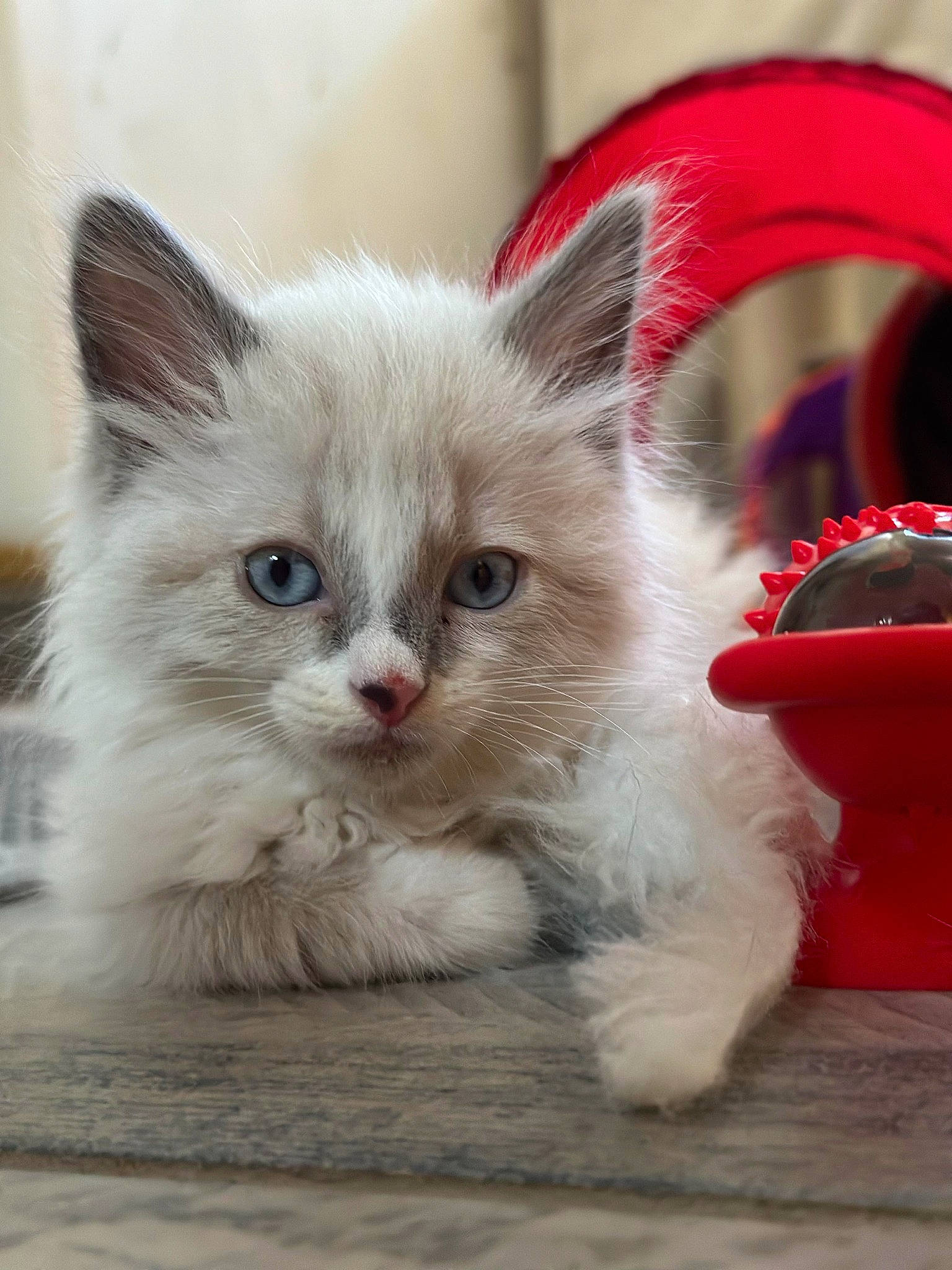 Bourito participe au concours pour gagner de l'argent avec cette photo : balinese, carnivore, cat, claw, domestic_short_haired_cat, eye, fawn, felidae, fur, paw, photo_caption, small_to_medium_sized_cats, snout, surprised, tableware, thai, whiskers