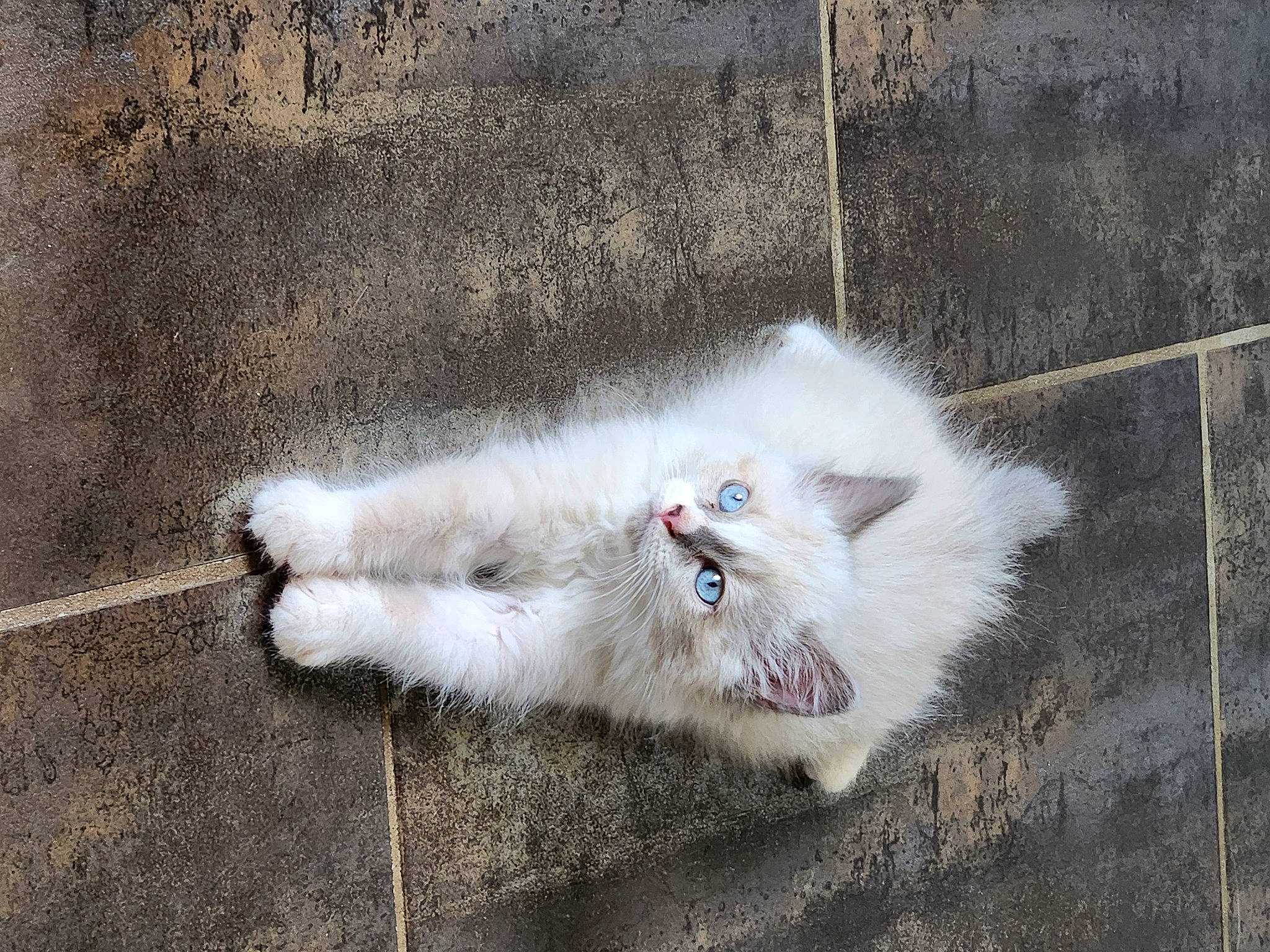 Bourito a rejoint le concours — aidez-le/la à gagner de superbes lots ! canidae, carnivore, cat, dog_breed, fang, felidae, fur, paw, small_to_medium_sized_cats, snout, tail, terrestrial_animal, whiskers, working_animal