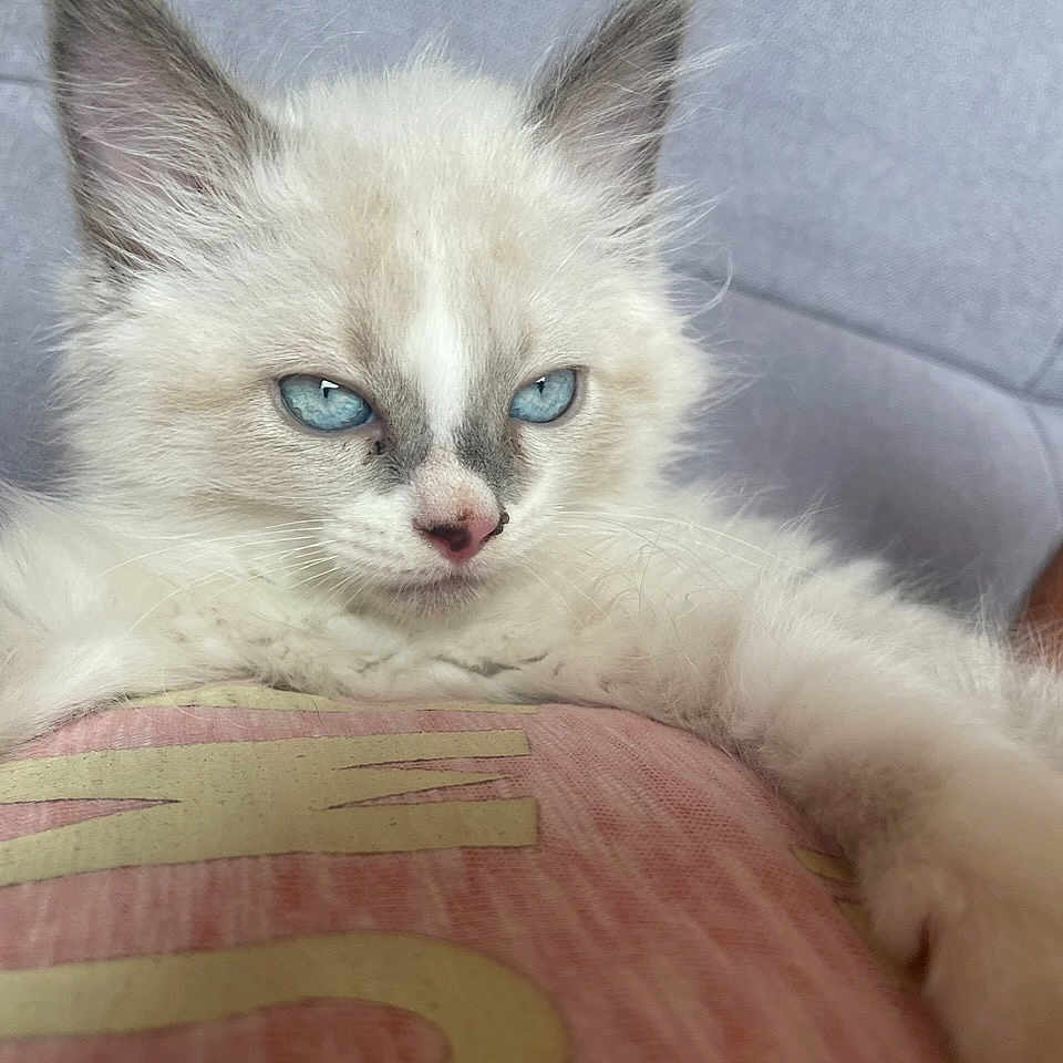 Bourito