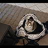 cat, pet, animal, feline, carrier, pet_carrier, indoors, indoor, sitting, white, gray, brown, fur, eyes, looking_at_camera, curious, travel, bag, furniture, home