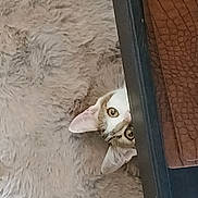 Flocon participe au concours pour gagner de l'argent avec cette photo : cat, kitten, animal, pet, feline, face, eyes, ears, white_fur, gray_fur, curious, peeking, upside_down, indoors, rug, carpet, furniture, couch, portrait, playful