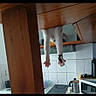 Flocon a rejoint le concours — aidez-le/la à gagner de superbes lots ! cat, white_cat, pet, animal, upside_down, dangling, hanging, kitchen, cabinet, wood, stove, microwave, tiles, countertop, appliance, indoors, funny, acrobatic, whiskers, paws