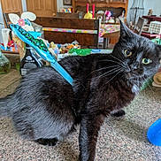 Midnight joined the competition — help win amazing prizes! animal, black_cat, cabinet, cat, chair, curious, domestic_animal, fish_toy, fur, furniture, green_eyes, home_decor, indoor, kitchen_counter, looking, pet, playful, table, toy, whiskers