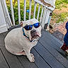 dog, white_dog, sunglasses, porch, wooden_floor, outdoor, pet, canine, collar, blue, summer, sunny, animal, cute, sitting, expression, grumpy, grass, railing, steps
