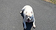 Scooby joined the competition — help win amazing prizes! animal, bulldog, canine, cute, daylight, dog, grass, mammal, nature, outdoor, park, pavement, pet, resting, shadow, single_animal, summer, sunny_day, walking_path, white_dog