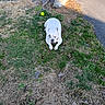 dog, white_dog, grass, tennis_ball, outdoor, sunlight, pavement, pet, animal, playing, waiting, nature, daylight, ground, canine, leisure, resting, park, yard, summer
