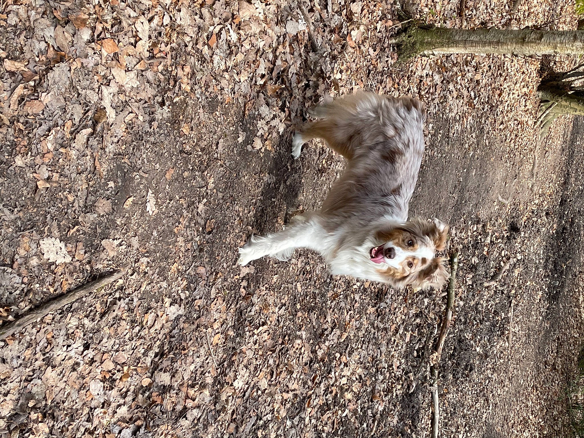 Gloria a rejoint le concours — aidez-le/la à gagner de superbes lots ! asphalt, beak, charadriiformes, feather, fox_squirrel, fur, grass, grey, plant, road_surface, seabird, shadow, soil, tail, terrestrial_animal, tree, trunk, twig, wood