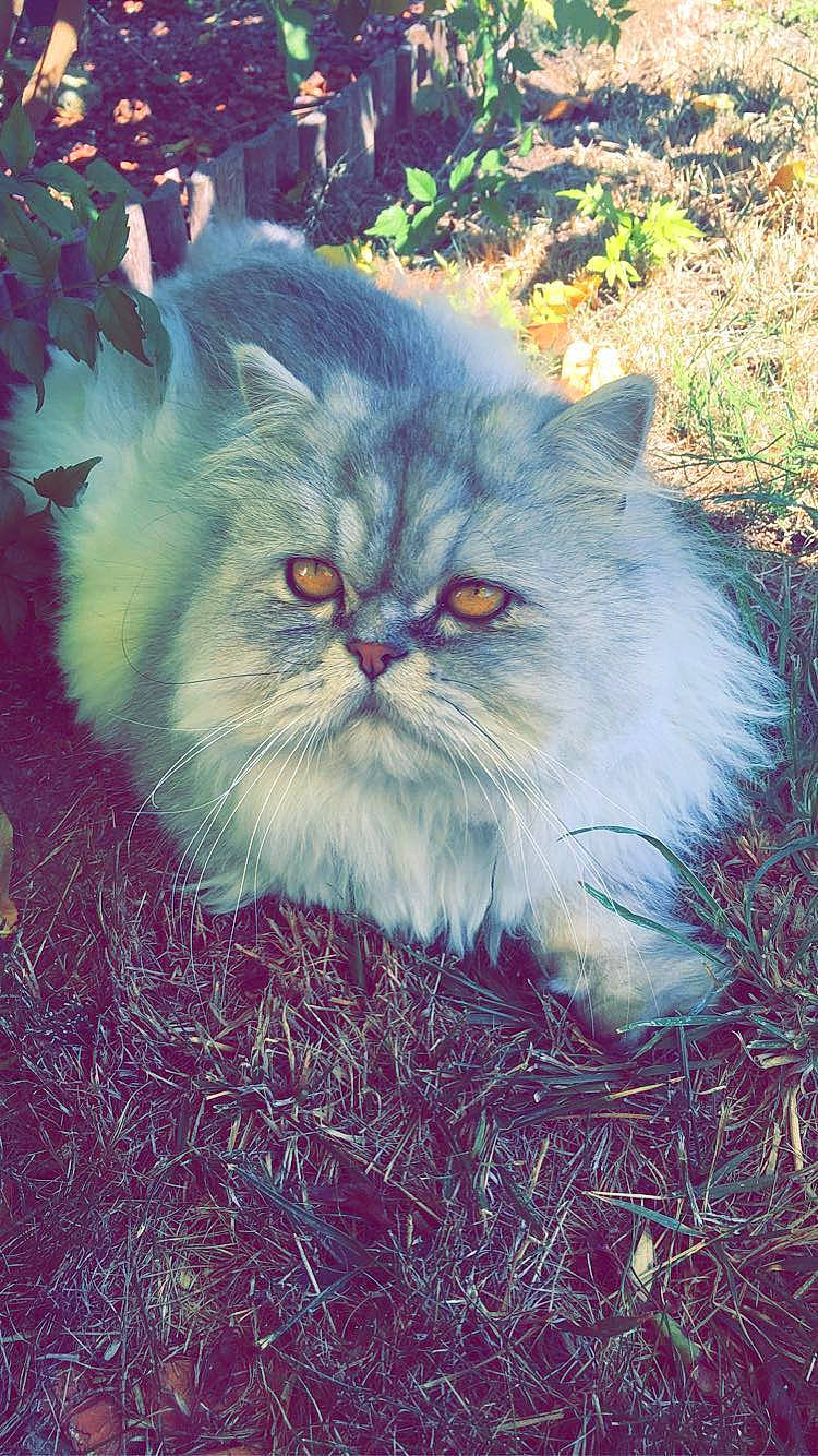 Hermès a rejoint le concours — aidez-le/la à gagner de superbes lots ! annual_plant, british_longhair, carnivore, cat, electric_blue, eye, fawn, felidae, flowering_plant, fur, grass, head, persian, plant, small_to_medium_sized_cats, snout, terrestrial_animal, tree, whiskers