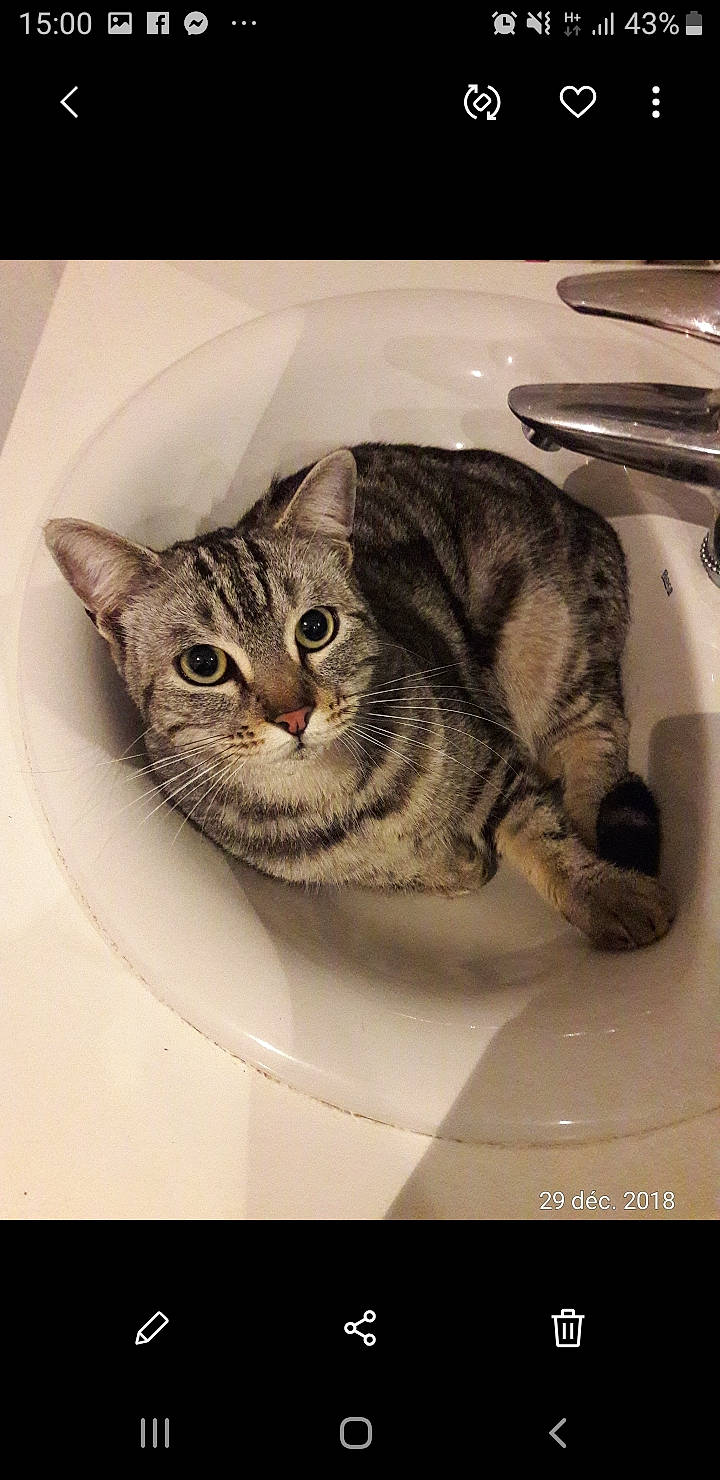 Kibo a rejoint le concours — aidez-le/la à gagner de superbes lots ! art, carnivore, cat, dishware, domestic_short_haired_cat, door, felidae, fur, kitchen_utensil, knife, photo_caption, plumbing_fixture, serveware, sink, small_to_medium_sized_cats, snout, tableware, terrestrial_animal, whiskers, window