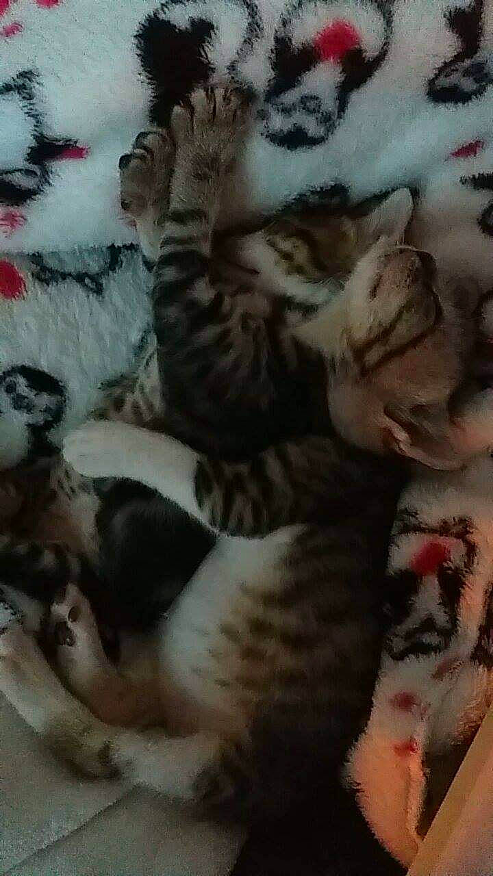 Kibo participe au concours pour gagner de l'argent avec cette photo : carnivore, cat, comfort, domestic_short_haired_cat, fawn, felidae, fur, pattern, paw, small_to_medium_sized_cats, snout, tail, terrestrial_animal, whiskers, wildlife