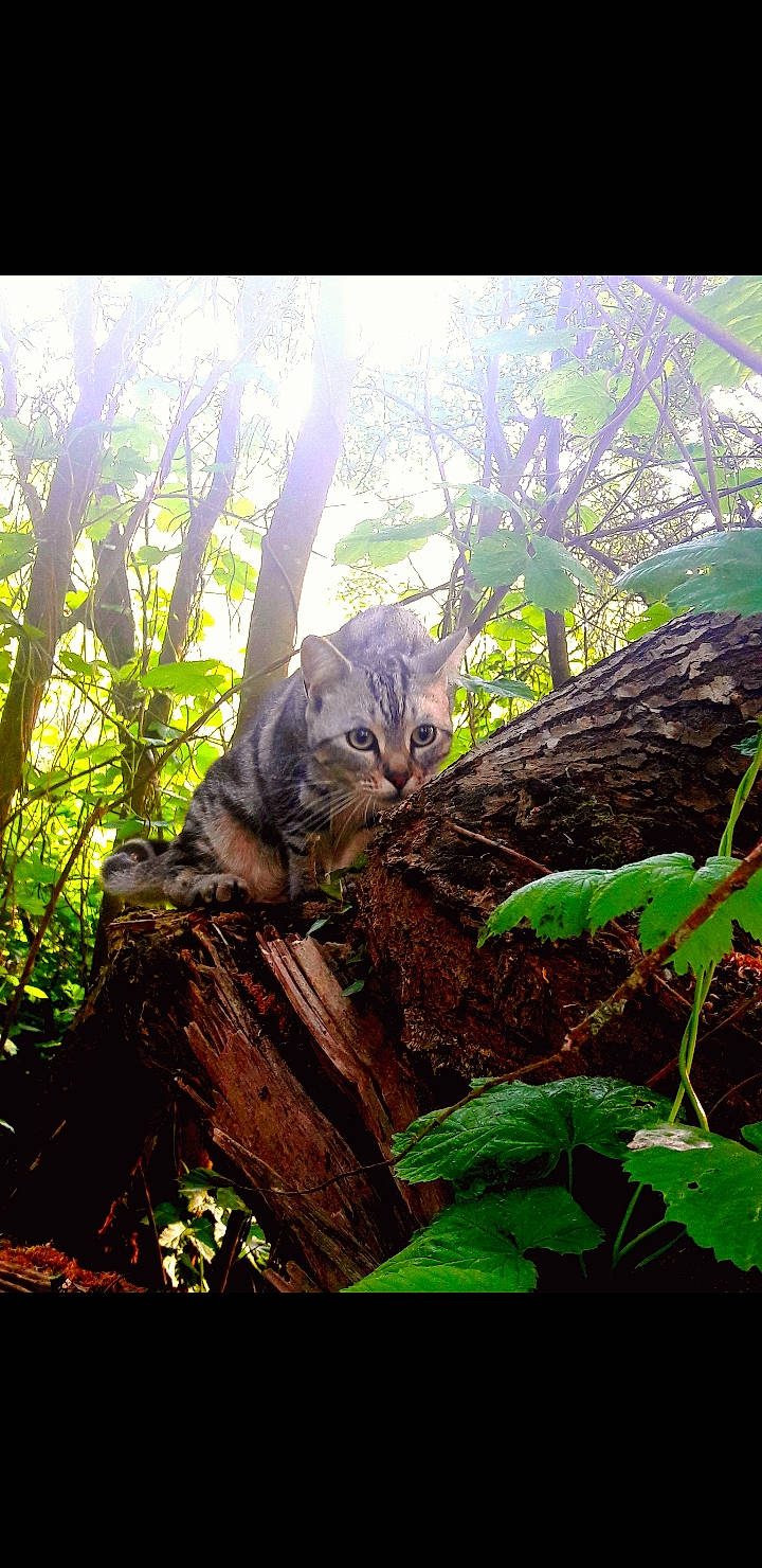 Kibo participe au concours pour gagner de l'argent avec cette photo : branch, carnivore, cat, felidae, forest, grass, groundcover, leaf, natural_landscape, plant, small_to_medium_sized_cats, terrestrial_animal, terrestrial_plant, tints_and_shades, tree, trunk, twig, vegetation, whiskers, wood