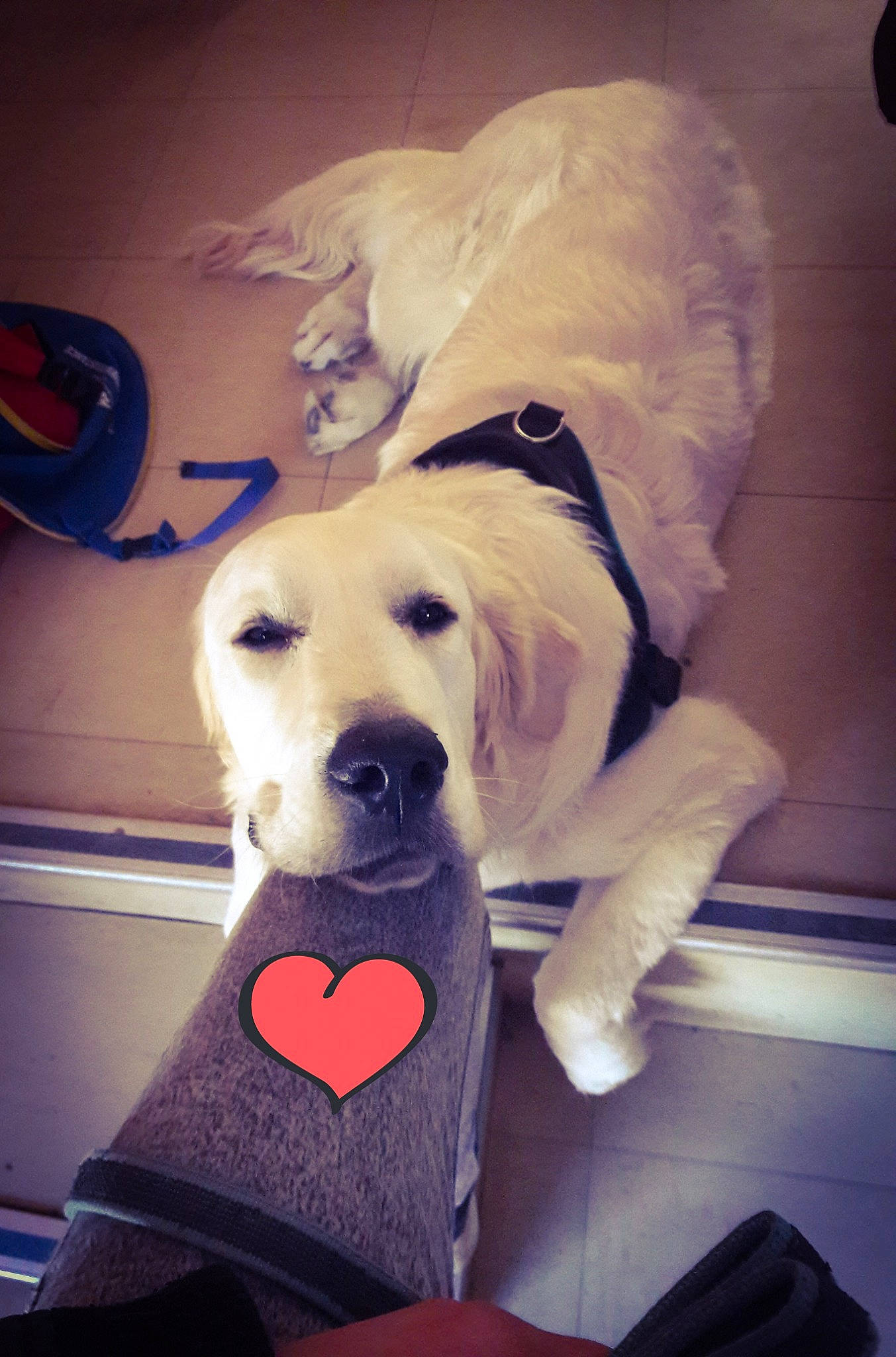 Olaf a rejoint le concours — aidez-le/la à gagner de superbes lots ! bow_tie, carnivore, cloud, collar, companion_dog, dog, dog_breed, dog_clothes, dog_collar, dog_supply, fawn, fur, leash, pet_supply, retriever, snout, sporting_group, stuffed_toy, tie, vertebrate