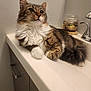 Fat Fat is registered to the contest to win money with this photo: cat, tabby_cat, feline, sink, bathroom, faucet, countertop, white_paws, fluffy_tail, whiskers, fluffy, relaxed, pet, indoor, portrait, jar, wood_cabinet, fur, close_up, domestic_cat