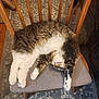 cat, sleeping, chair, cushion, wooden_chair, tabby, white_fur, paw, indoor, rug, hardwood_floor, relaxed, pet, whiskers, fluffy, domestic_cat, napping, stretched, cozy, furniture